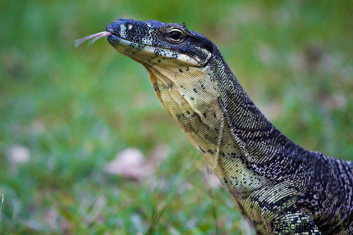Monitor lizard - Wikipedia
