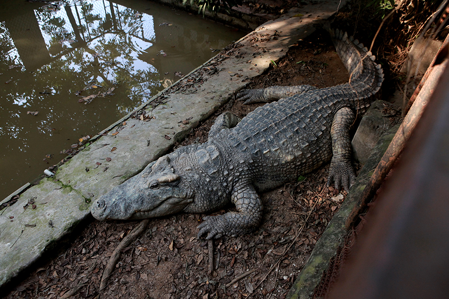 Kinh ngạc trước “cá sấu chúa” nặng trên 400kg trong trang trại của "vua cá sấu" - 1
