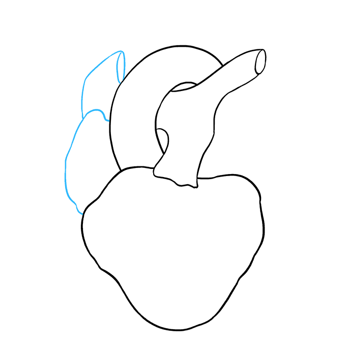 Cách vẽ trái tim con người: Bước 5