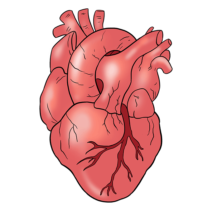 Cách vẽ trái tim con người: Bước 10