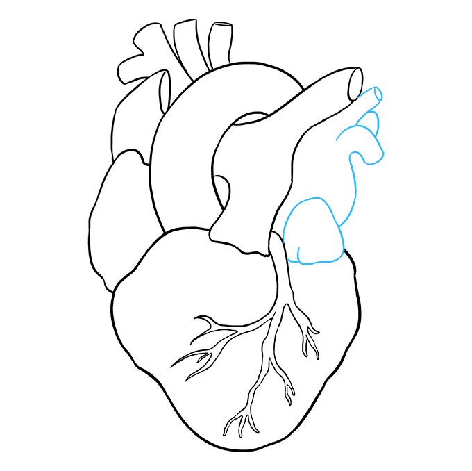 Cách vẽ trái tim con người: Bước 8