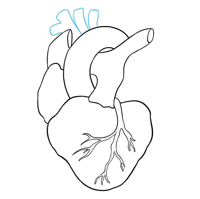Cách vẽ trái tim con người: Bước 7