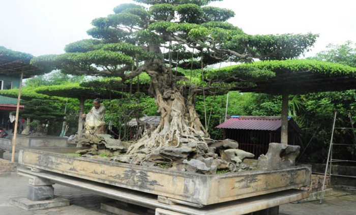 4 The cay long dan phuong vu la the bonsai quy toc