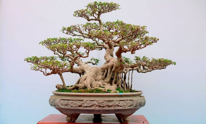 5 Uon bonsai theo the ngu phuc de co phuc loc an khang