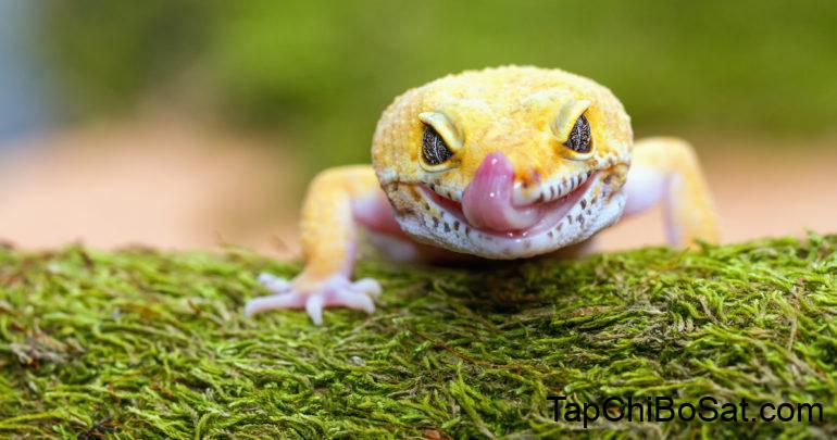 Leopard Gecko, Morphs Breed Profile: Care Guide, Personality, Habits