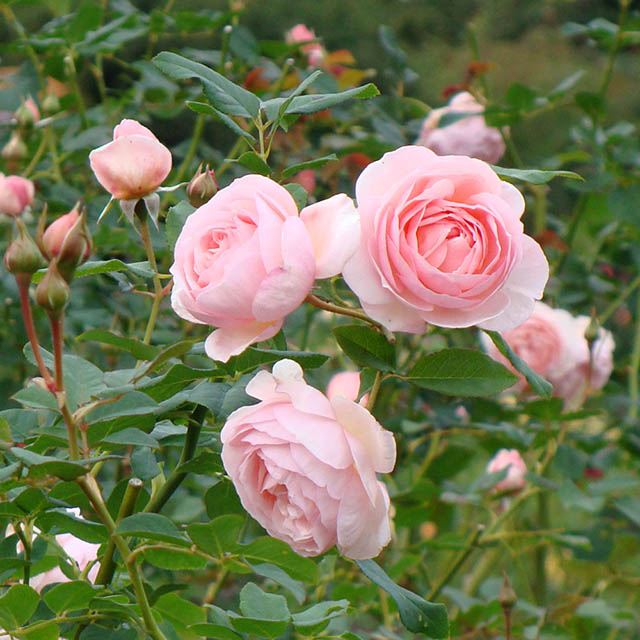 Hoa hồng Ambridge màu hồng thường nở thành chùm đẹp mắt
