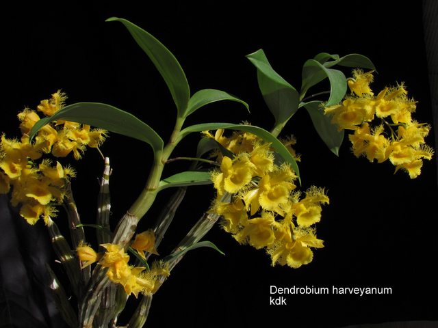 Hoa lan Hoàng thảo tua - Dendrobium harveyanum