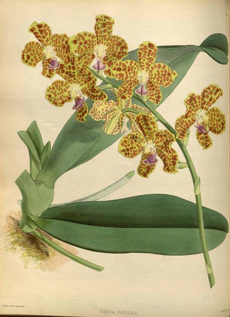 Hoa lan Cẩm báo - Hygrochilus parishii