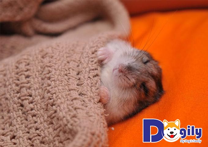 Chăm sóc việc sinh sản của các bé Hamster