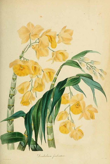 Hoa lan Hoàng thảo Long nhãn - Dendrobium fimbriatum