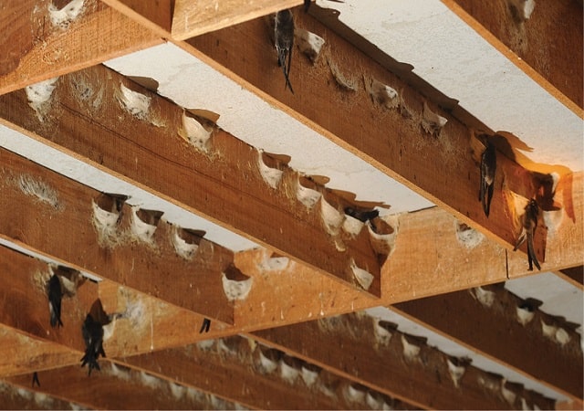 Hướng dẫn cách làm nhà nuôi yến đơn giản, hiệu quả đúng kỹ thuật - Lắp xà gỗ cho phòng nuôi chim yến