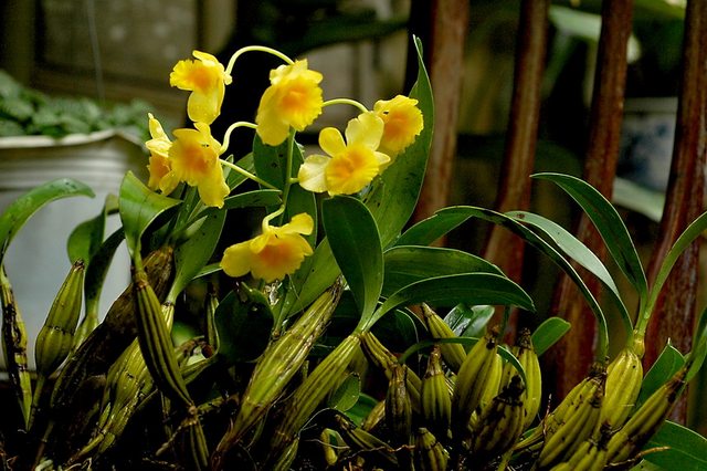Hoa lan Hoàng thảo thủy tiên vàng - Dendrobium palpebrae
