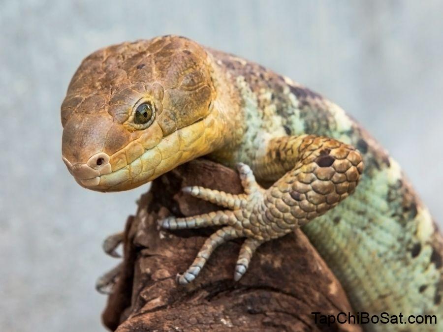 Aquarium of the Pacific | Online Learning Center | Prehensile-Tailed Skink