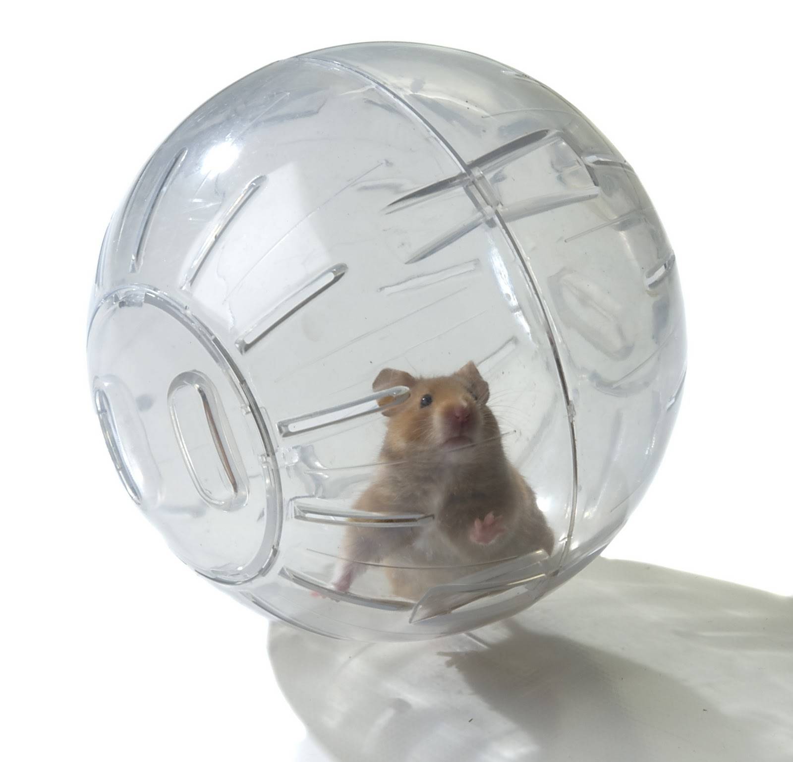 chuộ Hamster trong quả bóng, làm đồ chơi cho chuột hamster