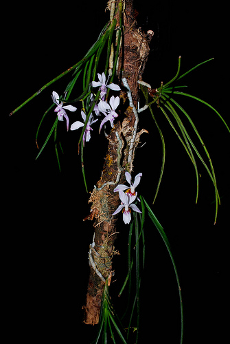 Hoa lan Tóc tiên Bắc - Holcoglossum lingulatum