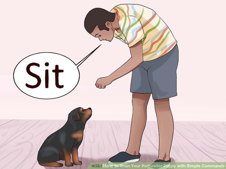 dạy chó ngồi đúng cách