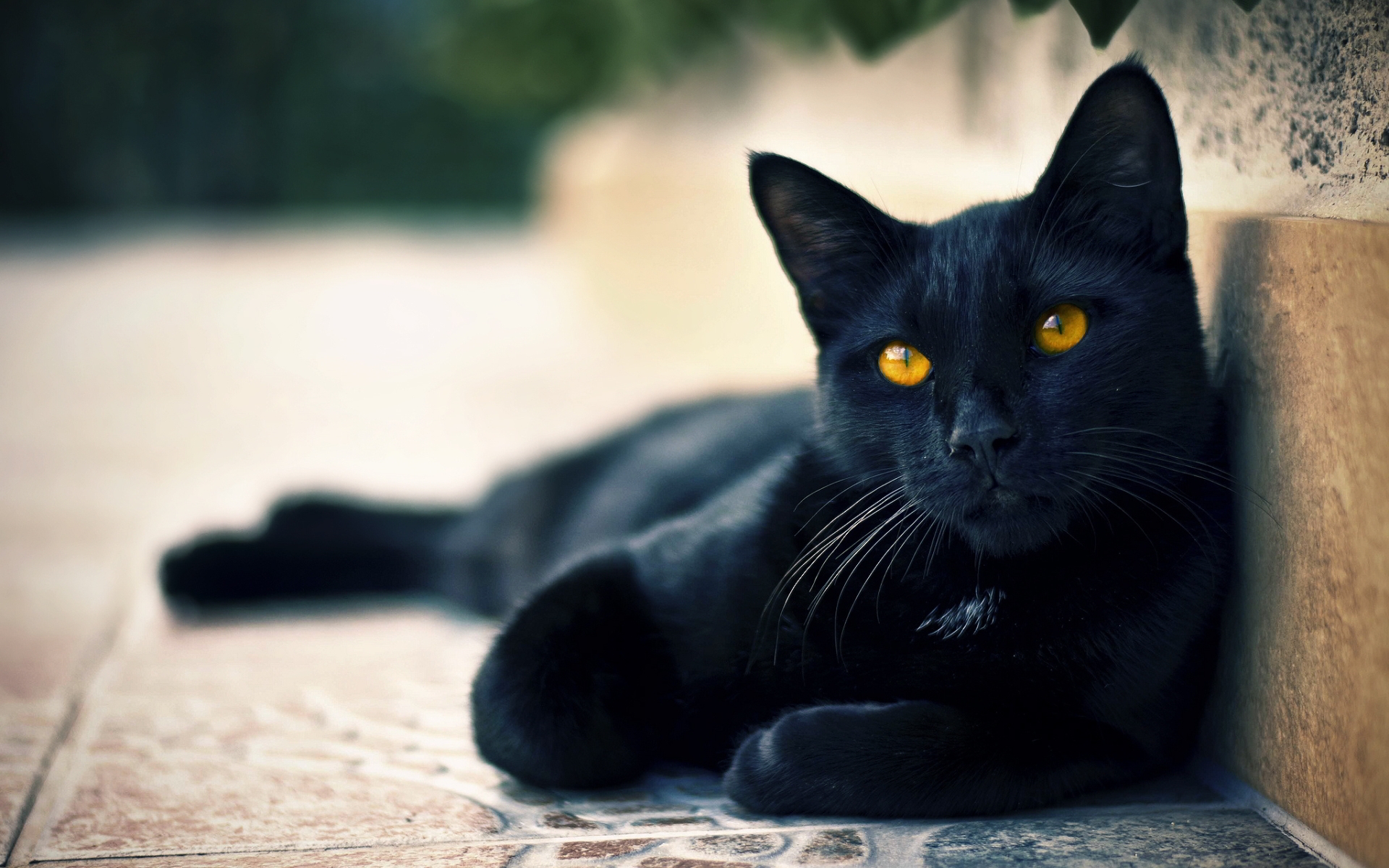 Ảnh con mèo đen ngầu nhất