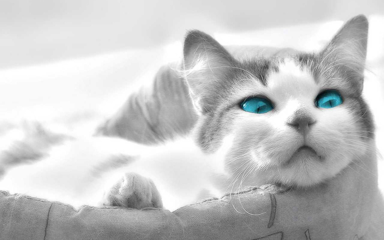 Ảnh con mèo mắt xanh ngầu nhất