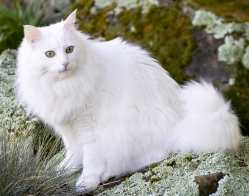 Ảnh con mèo trắng ngầu nhất