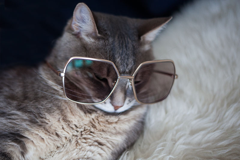 Ảnh đẹp và ngầu nhất của mèo đeo kính