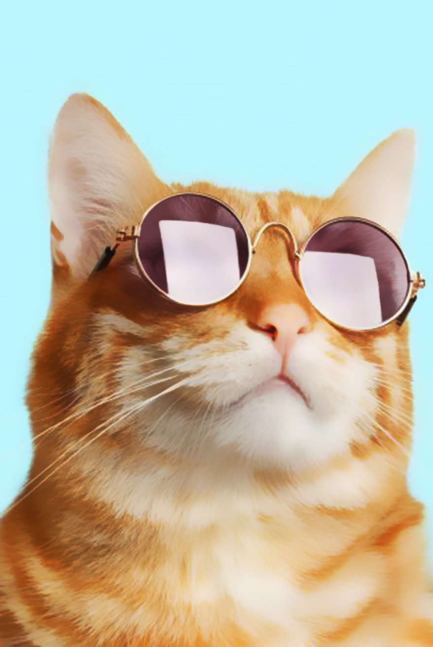 Ảnh ocn mèo đeo kính siêu ngầu