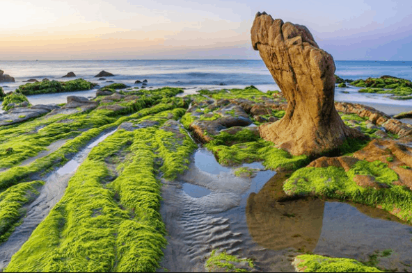 Rêu phủ kín những tảng đá ở bãi biển Cổ Thạch