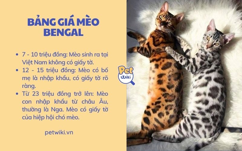 Bảng giá mèo Bengal tại Việt Nam