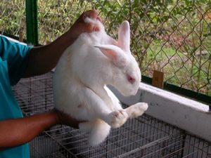 Hướng dẫn cách chăm sóc thỏ