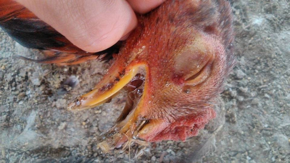 Bệnh coryza - Bệnh sổ mũi truyền nhiễm trên gà