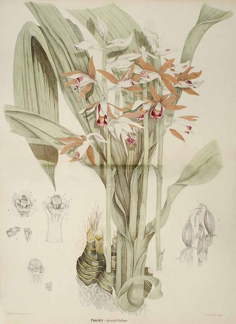 Hoa lan Hạc đỉnh nâu - Phaius tankervilleae