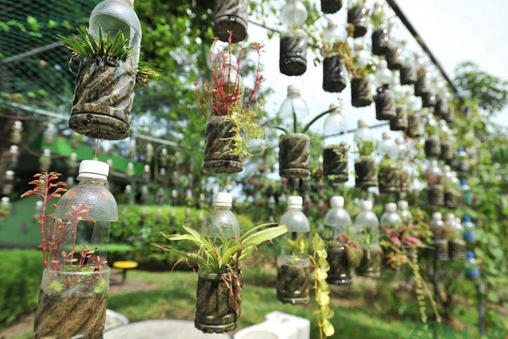 làm chậu trồng cây từ chai nhựa