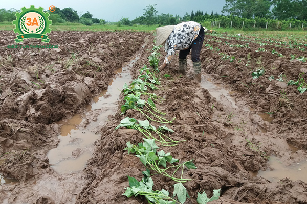 Cách trồng khoai lang (05)