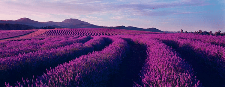 canh dong hoa oai huong lavender