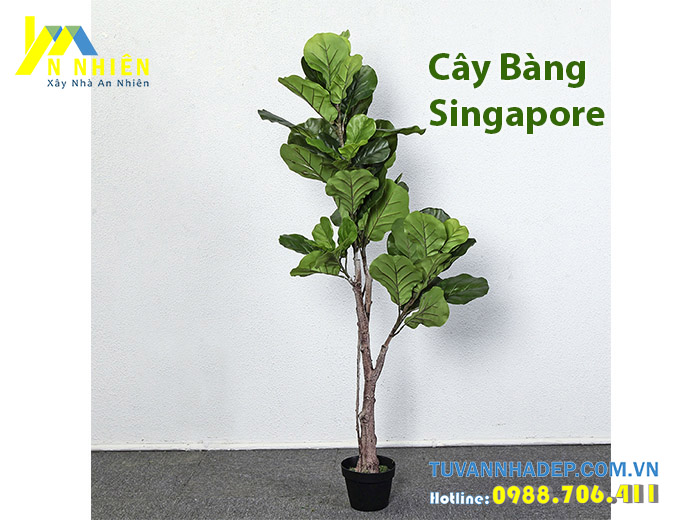 Cây bàng singapore