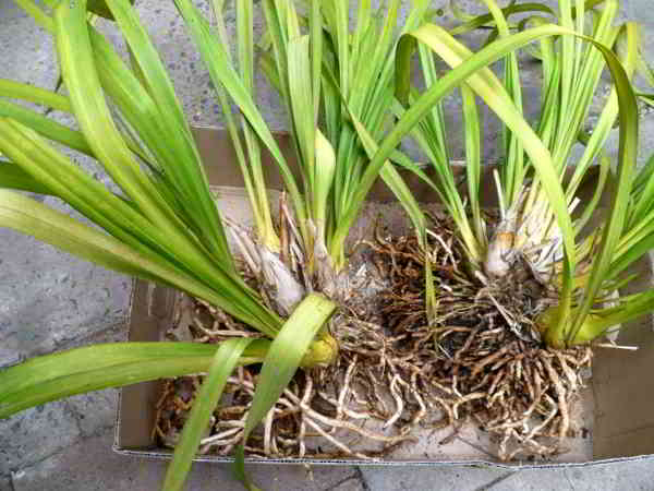 Cây địa lan cần một lớp bao phủ giữ độ ẩm vừa phải, giúp rễ không bị úng nước
