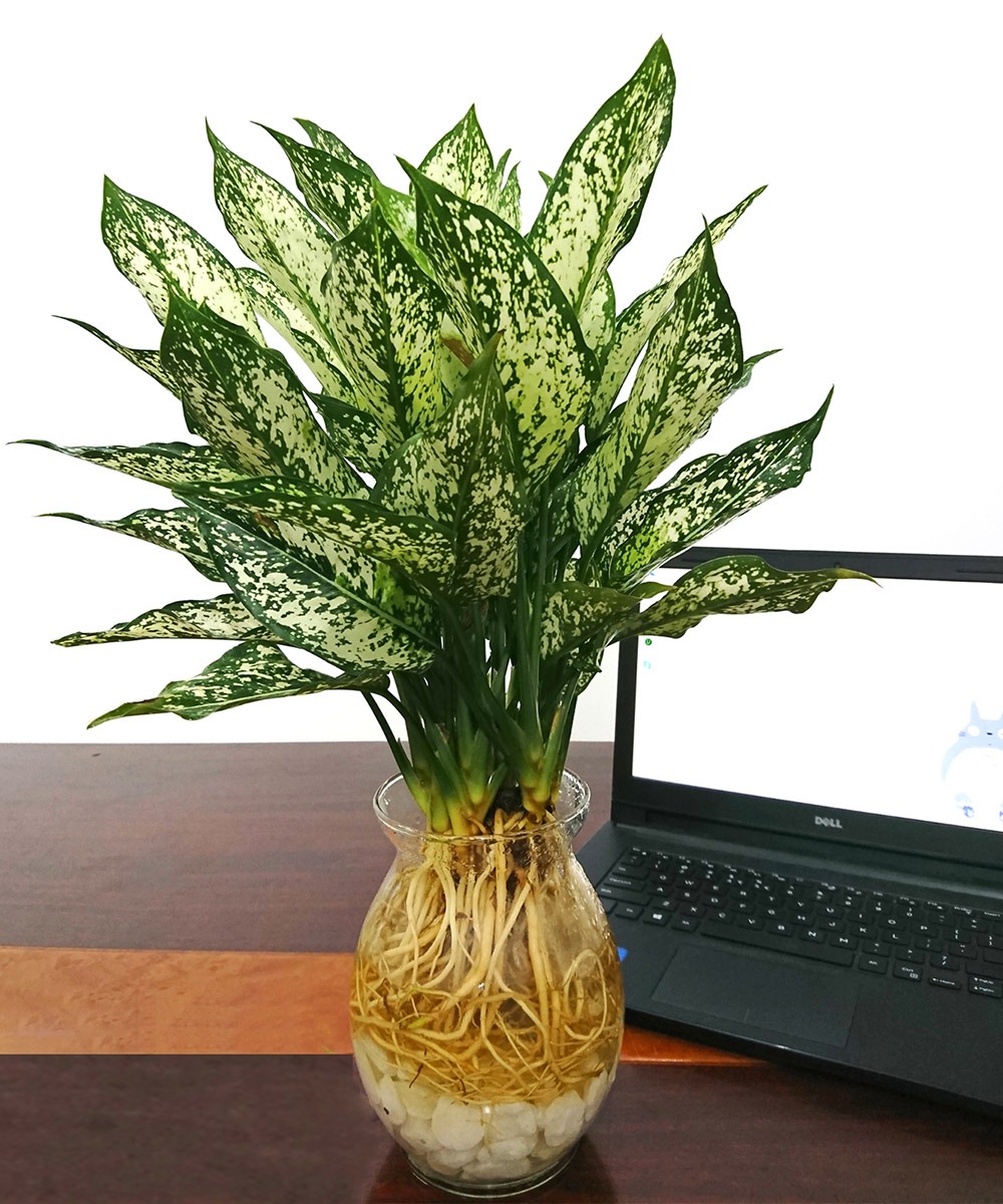 Cây ngọc ngân là loại cây lý tưởng được trồng trong văn phòng, để trên bàn làm việc