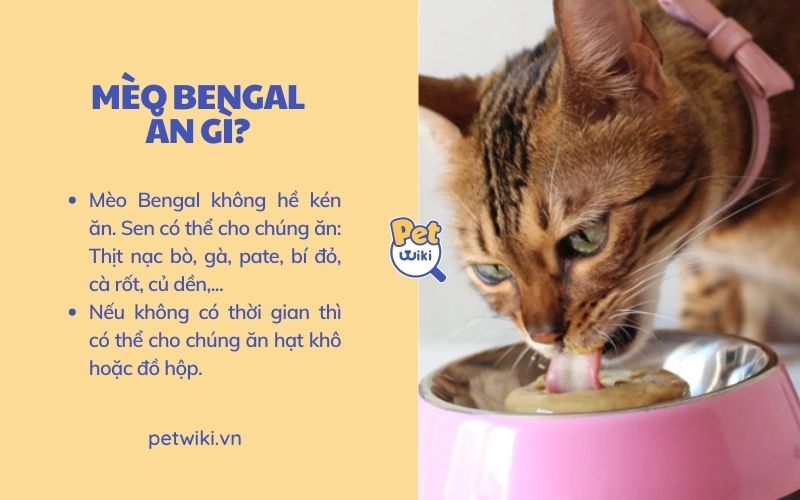Chế độ dinh dưỡng đơn giản dành cho mèo Bengal