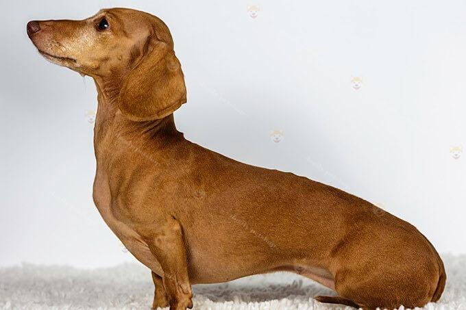 Một chú chó Dachshund xúc xích màu vàng bò tiêu chuẩn.