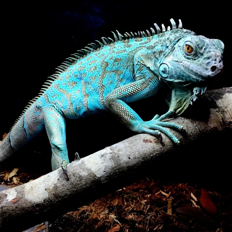 Rồng Nam Mỹ xanh lam Blue Iguana