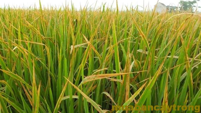 Bệnh đốm nâu gây hại trên cây lúa
