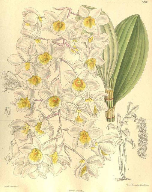 Hoa lan Hoàng thảo duyên dáng Dendrobium amabile