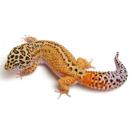 Thằn lằn da báo leopart gecko