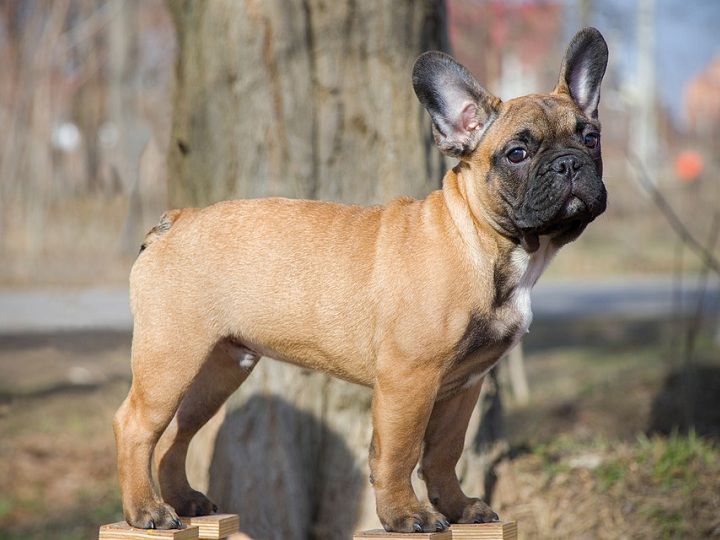 Chó Bull Pháp, chó Pug Pháp - Nguồn gốc, đặc điểm, giá chó Bull Pháp