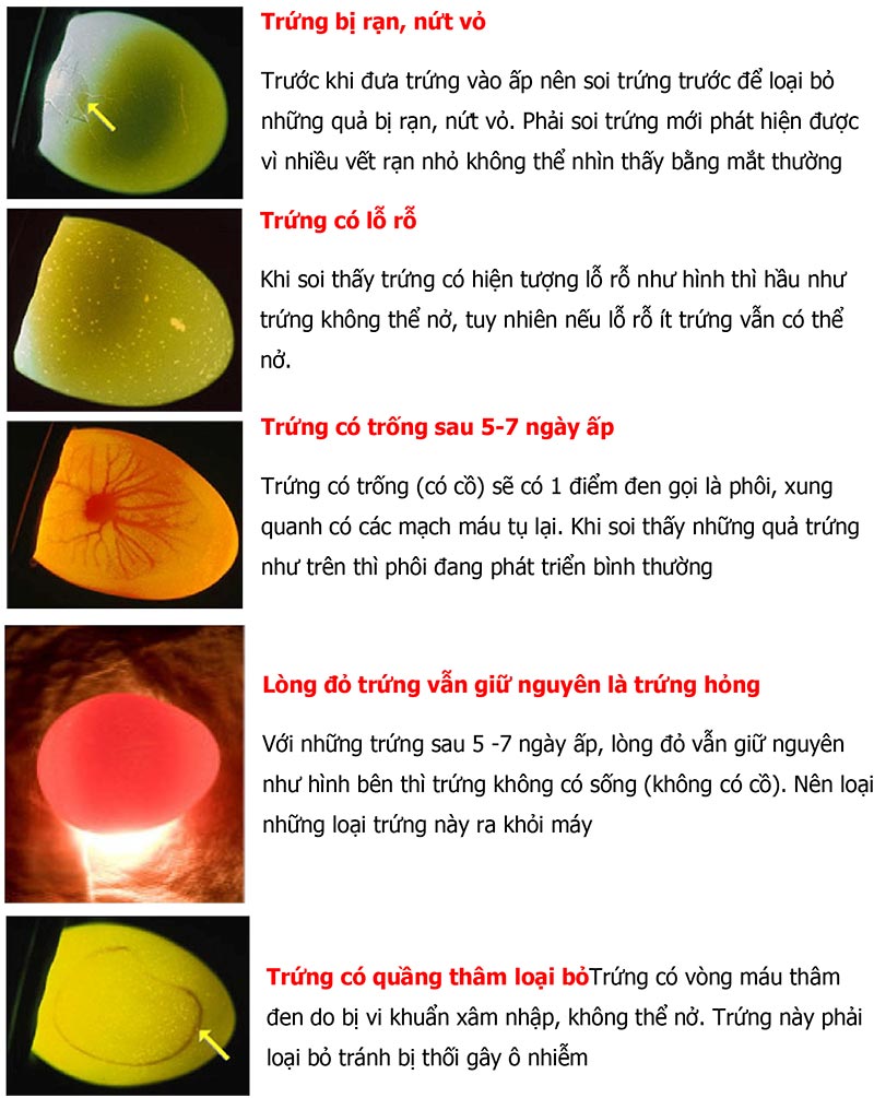 Cách soi trứng gà ấp bằng đèn đơn giản, hiệu quả