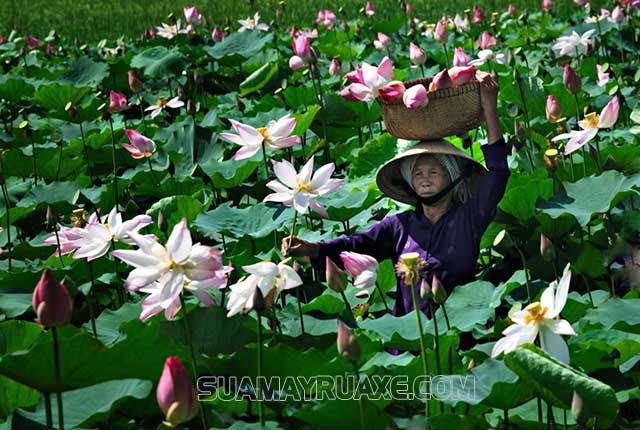 Hình ảnh con người Việt Nam gắn liền với hoa sen
