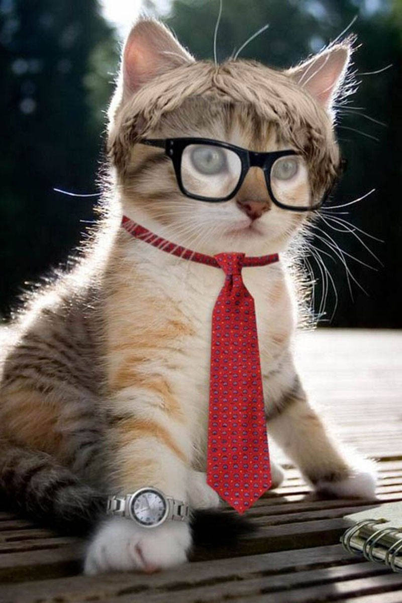 Hình ảnh mèo đeo kính cute và ngầu