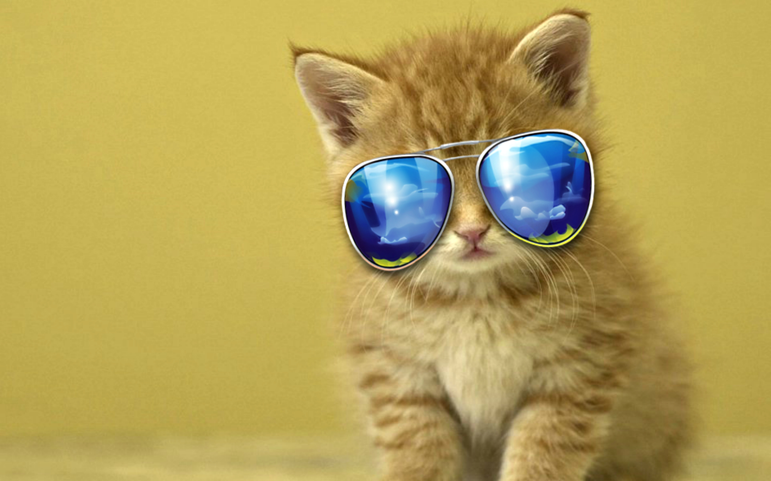 Hình ảnh mèo đeo kính ngầu nhất