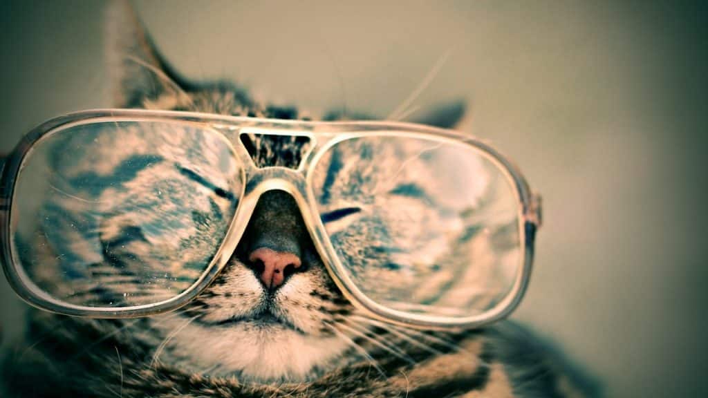 Hình ảnh mèo đeo kính ngầu và đáng yêu nhất