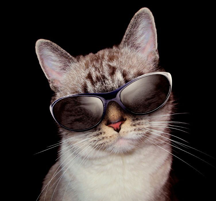 Hình ảnh mèo đeo kính ngầu và dễ thương