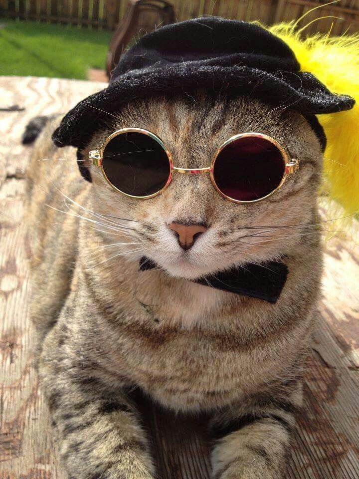 Hình ảnh mèo đeo kính ngầu